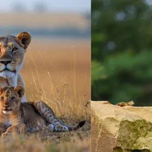 Self Empowerment Webinars with Anthony Altman